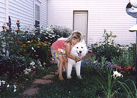 Rescued Samoyed